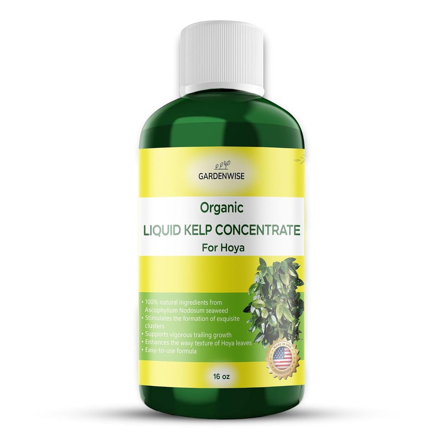 Organic Premium Kelp Seaweed Fertilizer for Hoya - Liquid Fertilizer - Liquid Plant Food - Nutrient-Rich Soil Enhancer - Natural Plant Food for Hoya Plant (16 OZ)