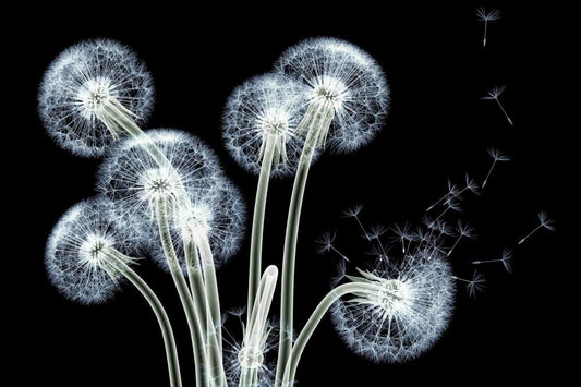 Empire Art Direct Frameless Free Floating Tempered Glass Panel Graphic Wall Art Ready to Hang, 32" x 48", Dancing Dandelions